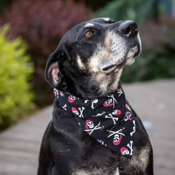 Dog Bandana Other - Fancy Pet Scarf Dog Bandana Pirate Skull